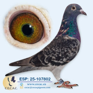 ESP: 2025-107802-M♀ MEULEMANS/JAN AARDEN