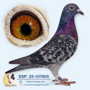 ESP: 2025-107805-H♀ STASSART