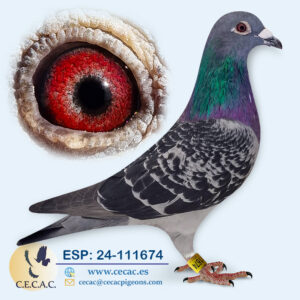 ESP: 2024-111674-M♂   DIRK VAN DEN BULCK