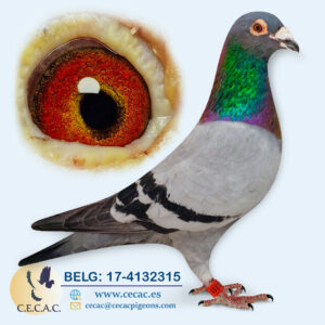 BELG: 2017-4132315-M♂   RAW SABLON-HERMANS