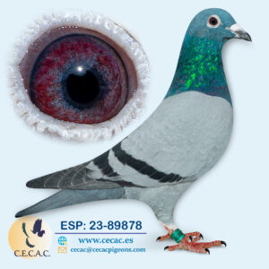 ESP: 2023-89878-M♂   DIRK VAN DEN BULCK