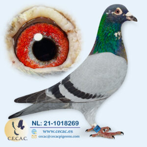 NL: 2021-1018269-M  J. HOOYMANS/JO HENDRIKS