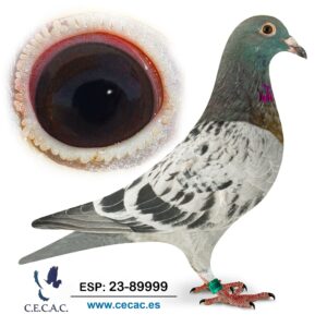 ESP: 2023-89999-M♂  PIPA ELITE CENTER/BART GEERINNCKX