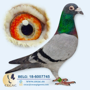 BELG: 2018-6007745-M  CASA NATURAL