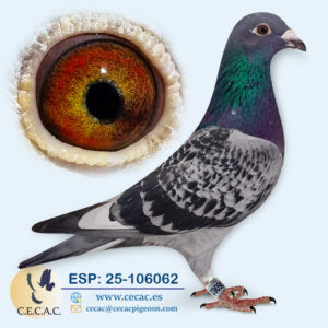 ESP: 2025-106062-M♂ JELLEMA/BATENBURG