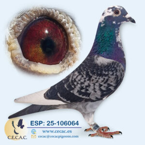 ESP: 2025-106064-H♀   LEON ROKS/JAN AARDEN