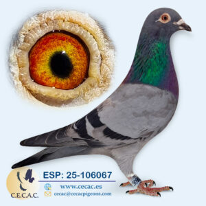 ESP: 2025-106067-H♀ JELLE JELLEMA