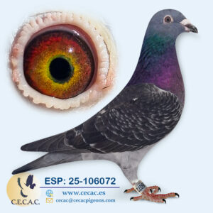 ESP: 2025-106072-M♂   JAN AARDEN