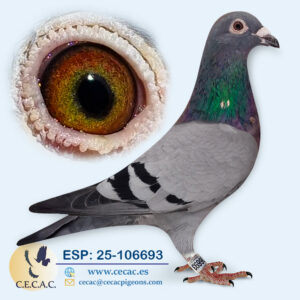 ESP: 2025-106693-M♂ GRAN FONDO