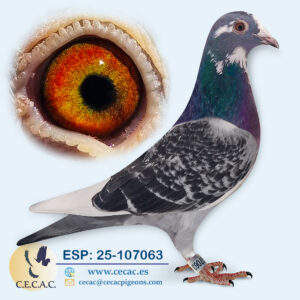 ESP: 2025-107063-H♀   HANSSENE/GRAN FONDO