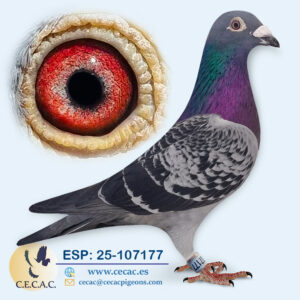 ESP: 2025-107177-M♂   PIPA ELITE CENTER