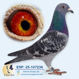 ESP: 2025-107236-H♀   GRAN FONDO /BASTERRA