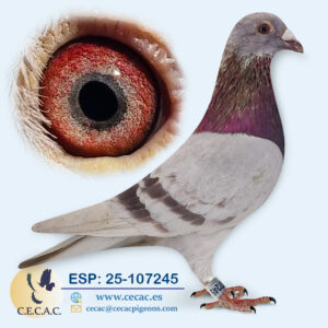 ESP: 2025-107245-M♂ GRAN FONDO