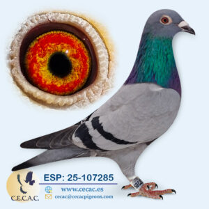 ESP: 2025-107285-H♀ JELLE JELLEMA