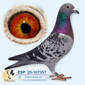 ESP: 2025-107357-M♂ LEON ROKS/JAN AARDEN