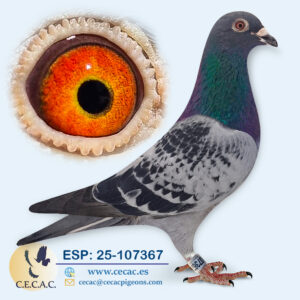 ESP: 2025-107367-M♂   JELLEMA/BATENBURG