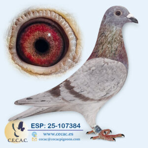 ESP: 2025-107384-M♂   GRAN FONDO