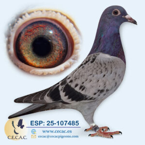 ESP: 2025-107485-M♂   JAN HOOYMANS/HERBOTS