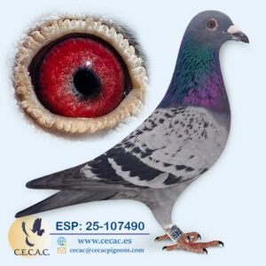 ESP: 2025-107490-M♂   HERBOTS/WILLEM DE BRUIJN