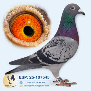 ESP: 2025-107545-H♀   JELLE JELLEMA