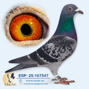 ESP: 2025-107547-M♂   JELLE JELLEMA