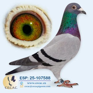 ESP: 2025-107588-M♂   PIPA ELITE CENTER