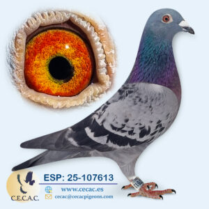 ESP: 2025-107613-H♀ JELLEMA/BATENBURG