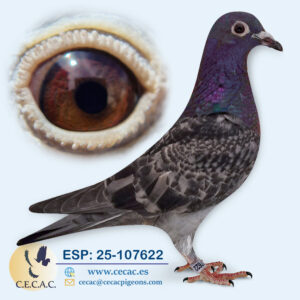 ESP: 2025-107622-M♂ STASSART