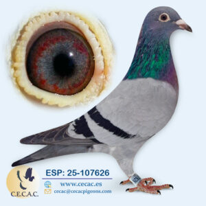 ESP: 2025-107626-M♂   AS VELOCIDAD