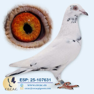 ESP: 2025-107631-H♀   SCHEREN&VANGRAMB.