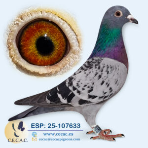 ESP: 2025-107633-H♀ GRAN FONDO