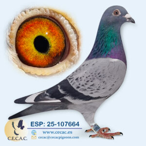 ESP: 2025-107664-M♂ JAN AARDEN/STICHELBAUT