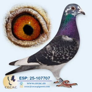 ESP: 2025-107707-M♂ KO VAN DOMMELEN