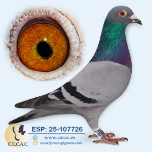 ESP: 2025-107726-M♂ GRAN FONDO