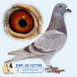 ESP: 2025-107795-M♂   GRAN FONDO