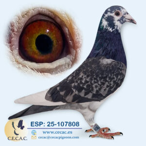 ESP: 2025-107808-H♀   JAN ARDEN/BATENBURG