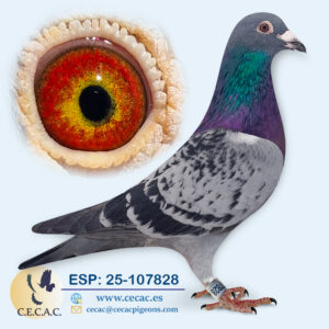 ESP: 2025-107828-M♂  A. P. OVERWATER/JAN AARDEN