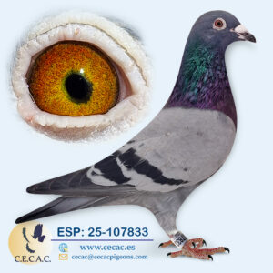 ESP: 2025-107833-M♂ LEO HEREMANS/GEBR. VAN TOOR.