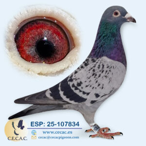 ESP: 2025-107834-M♂   HERBOTS/WILLEM DE BRUIJN