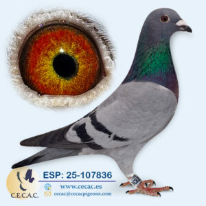 ESP: 2025-107836-H♀   JELLE JELLEMA