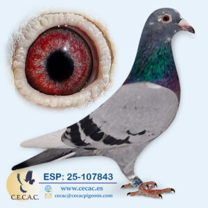 ESP: 2025-107843-H♀   DIRK VAN DEN BULCK