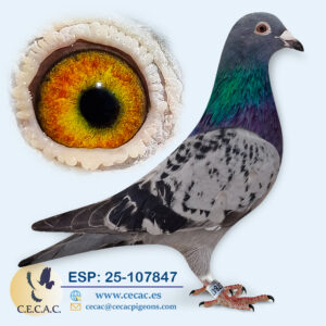 ESP: 2025-107847-H♀   DERBY/JANSSEN