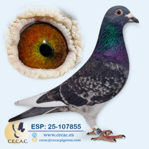 ESP: 2025-107855-M♂   EMIEL DENYS/JAN AARDEN