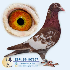 ESP: 2025-107857-M♂   MEULEMANS