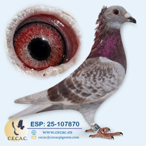 ESP: 2025-107870-M♂   JAN AARDEN