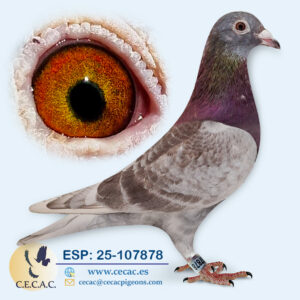 ESP: 2025-107878-M♂   JAN AARDEN/STICHELBAUT