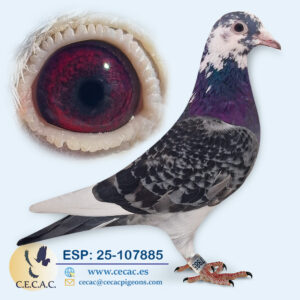 ESP: 2025-107885-H♀   STASSART