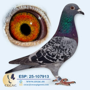 ESP: 2025-107913-M♂   JELLEMA/BATENBURG