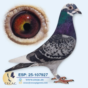 ESP: 2025-107927-M♂   JAN AARDEN/BASTERRA