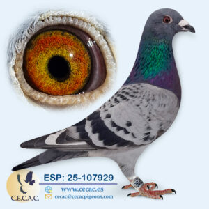 ESP: 2025-107929-H♀   JELLEMA/BATENBURG